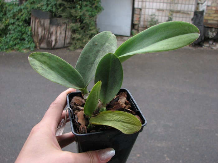 Cattleya walkeriana ('Cambara' x 'Feitico de Goias').JPG