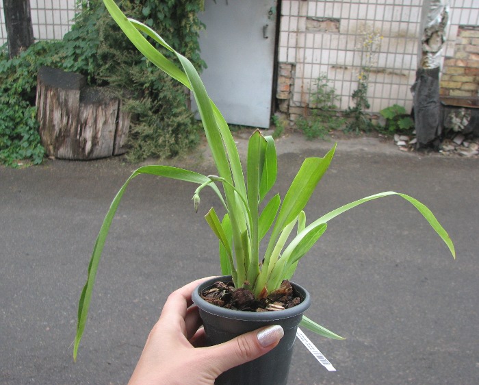 Vuylstekeara Michelle Rehfield 'Pacific Blue Skies'.JPG
