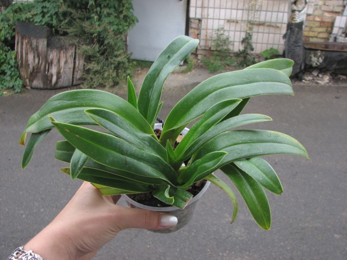 Phragmipedium kovachii x wallisii.JPG