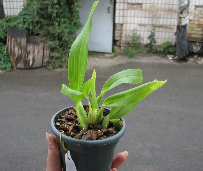 Rhynchostele cordatum.JPG