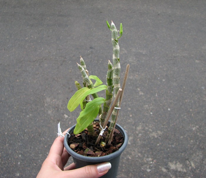 Dendrobium cretaceum.JPG