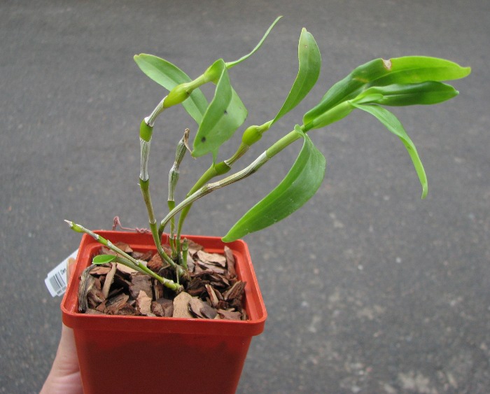 Dendrobium findlayanum.JPG
