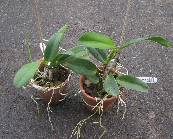 Cattleya warneri alba 'Alvinha' x Laelia praestans alba.JPG