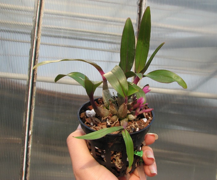 Dendrobium Hibiki (laevifolium x bracteosum).JPG