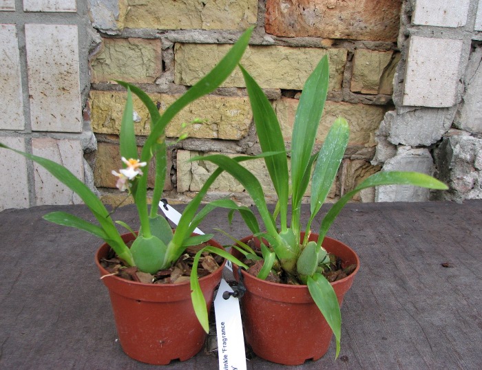 Oncidium Twinkle 'Fragrance Fantasy'.JPG