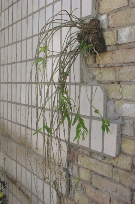 Dendrobium aphyllum.JPG