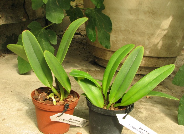 Cattleya maxima semi-alba 'La Pedrena' x self.JPG