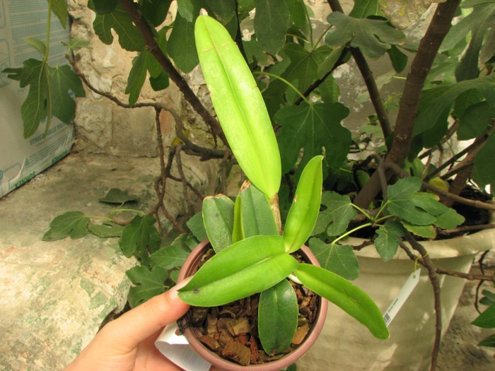Cattleya maxima semi alba.JPG
