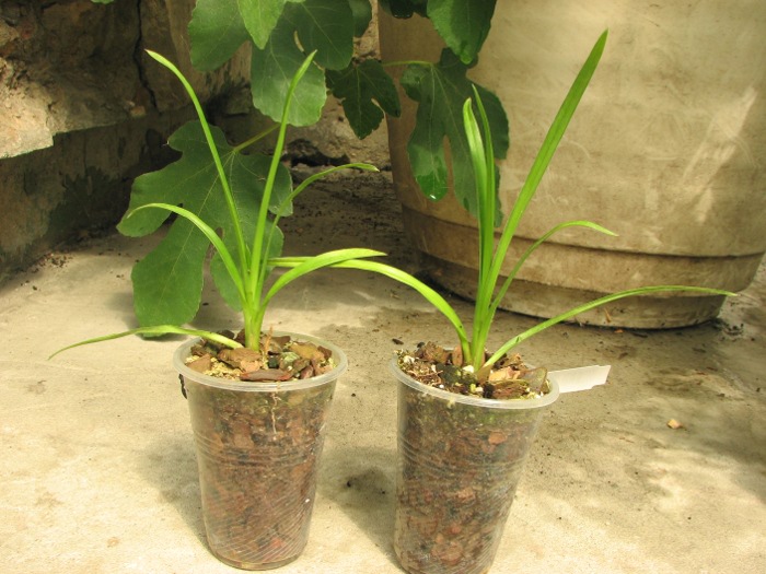 Cymbidium Via Avanti 'Harlequin'.JPG