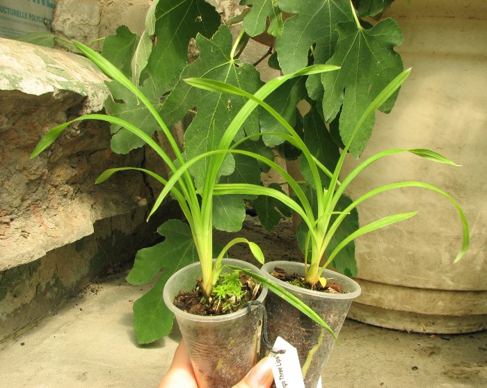 Cymbidium Isle 'Flamingo Three Lips'.JPG