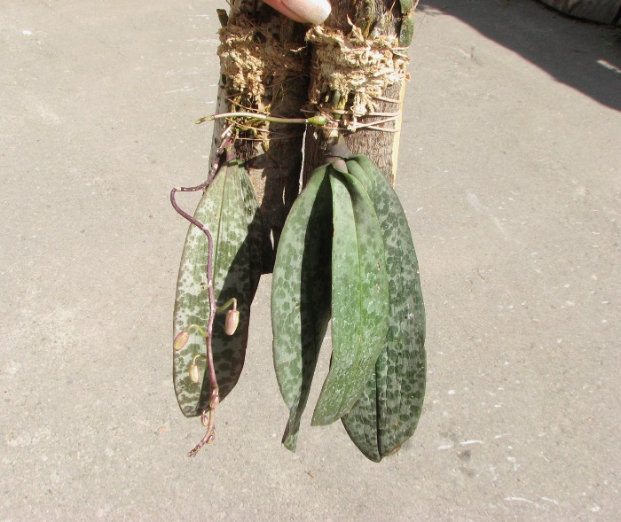 Phalaenopsis lindenii.JPG