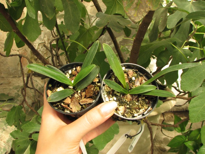 Paphiopedilum helenae.JPG