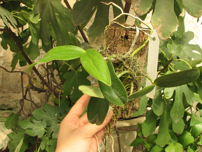 Cattleya aclandiae 'Nigrella' x Cattleya aclandiae 'AM'.JPG