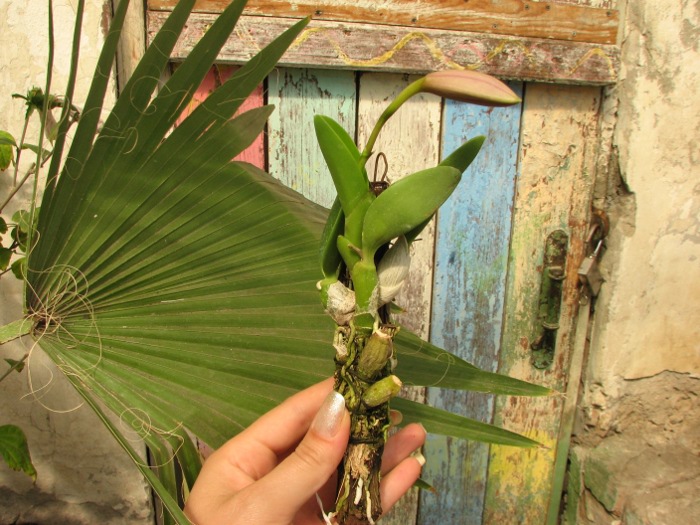 Laelia sincorana XXXX x Laelia sincorana coerulea.JPG