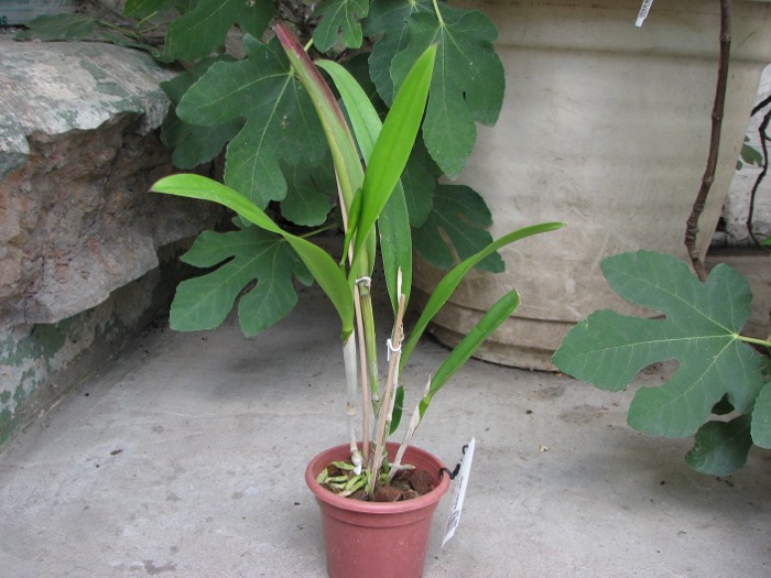 Brassocattleya Binosa 'Lynn' x Cattleya Fascelis 'Autumn Leaves'.JPG