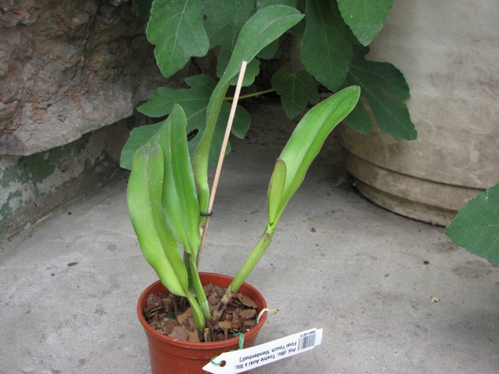 Potinara (Brassolaeliocattleya Toshie Aoki x Sophrolaeliocattleya Final Touch 'Mendenhall').JPG