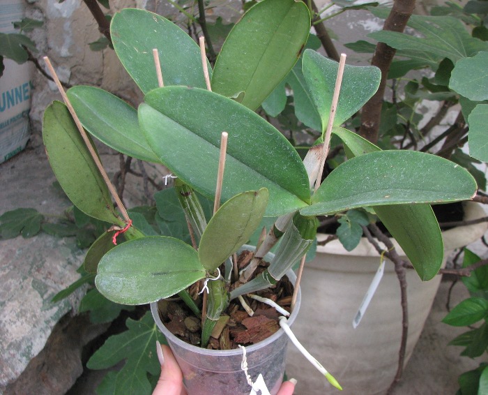 Cattleya violacea.JPG