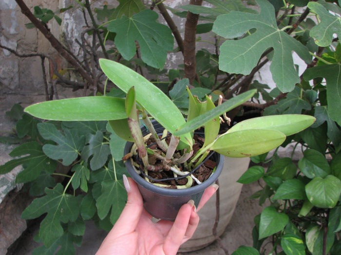 Cattleya Hsinying Cognac 'Thai Spots'.JPG