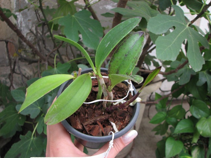 Cattleya Jungle Eyes 'ORCHIS'.JPG