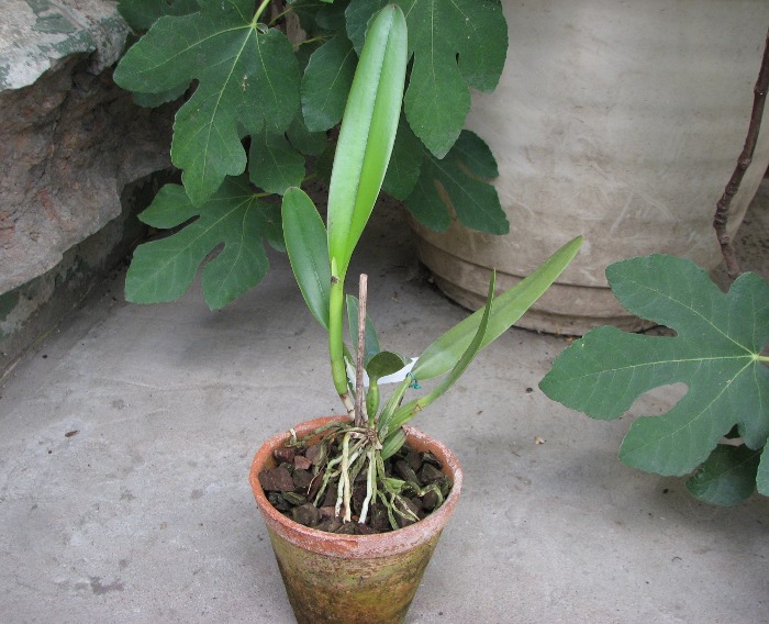 Cattleya eldorado semi alba 'Iracema' x SELF.JPG
