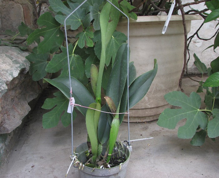 Brassolaeliocattleya Sanyung Ruby 'Kuang Lung' (Waianae Coast x Chia Lin).JPG