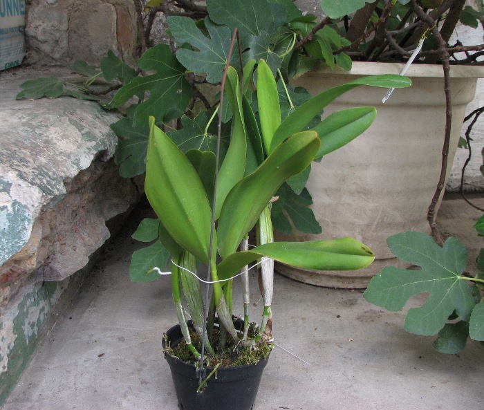 Potinara Haw Yuan Gold 'YC#2' (Pot. Lemon Tree x Blc. Tassie Barbero).JPG