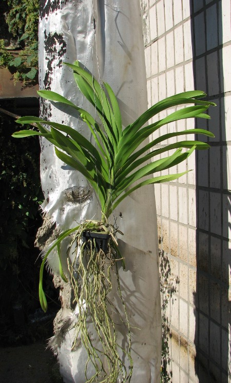 Vanda Apec Blue.JPG