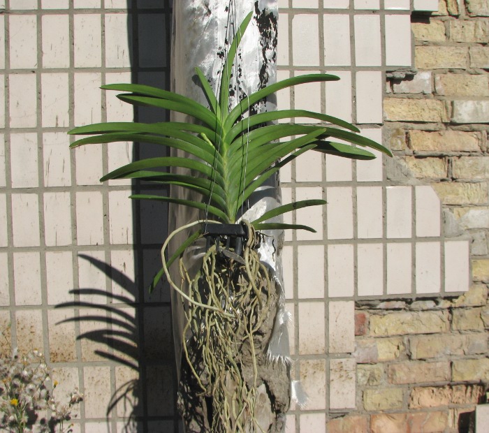 Vanda Ratchaburi Delight.JPG