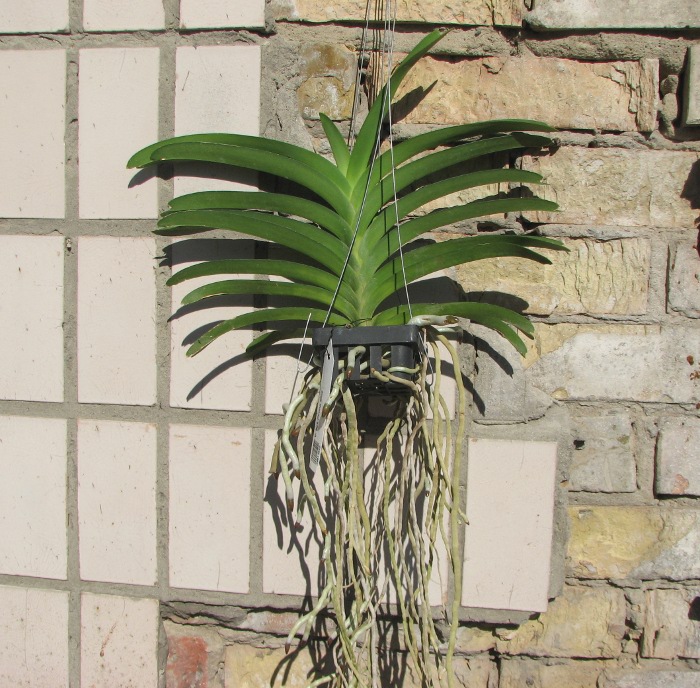 Vanda Pak Chong Blue.JPG