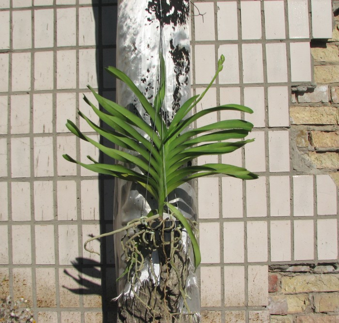 Vanda Sansai Blue.JPG