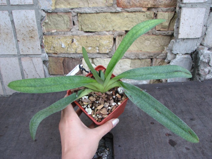 Paphiopedilum Deli Saint (delenatii x St. Swithin 'In-Charm').JPG