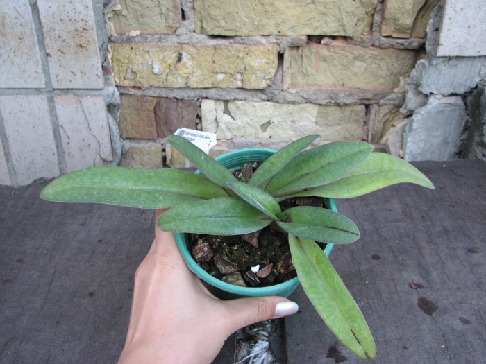 Paphiopedilum delenatii x Paphiopedilum Deena Nicol 'In-Charm'.JPG