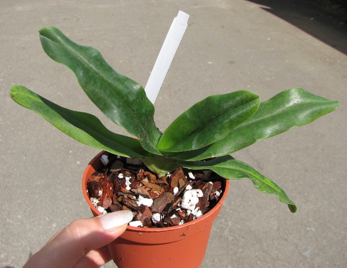 Paphiopedilum hangianum.JPG