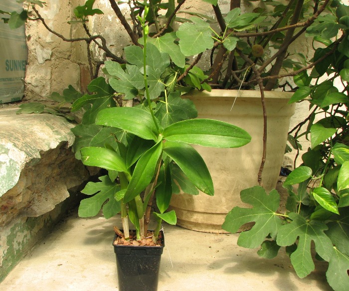 Dendrobium Nopporn Starbright.JPG