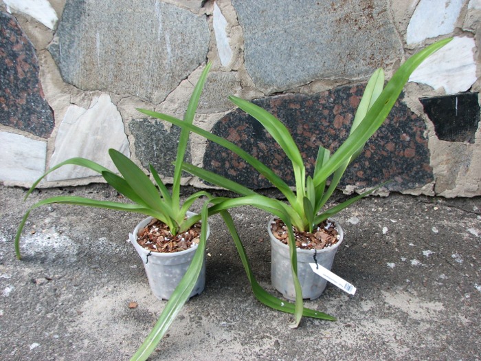 Paphiopedilum rothschildianum.JPG
