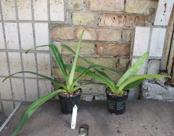 Paphiopedilum stonei.JPG