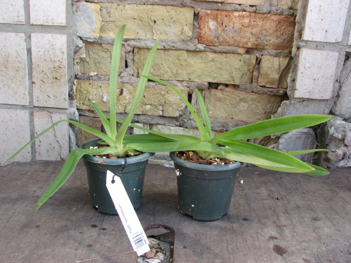 Paphiopedilum fairrieanum.JPG