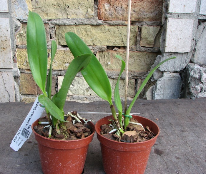 Potinara Susan Fender 'Cinnamon Stick'.JPG