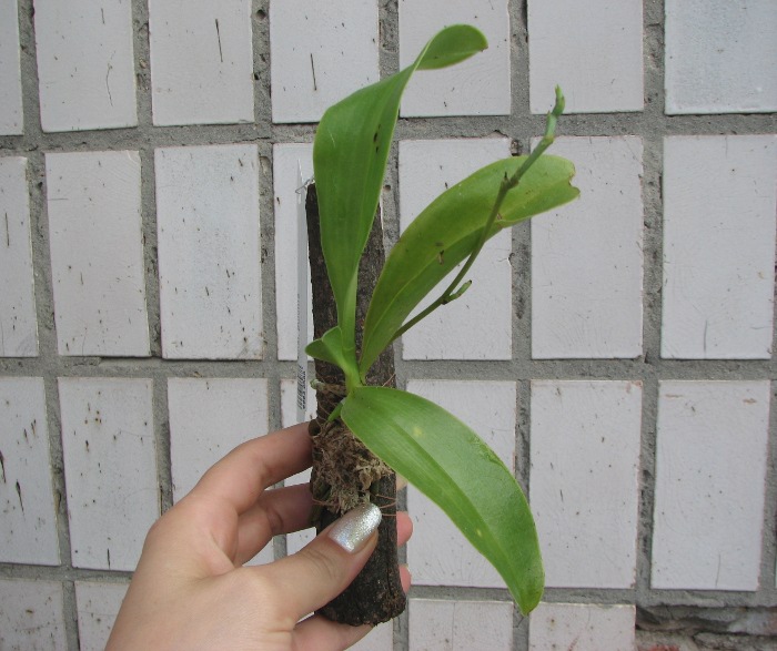 Phalaenopsis pulchra.JPG