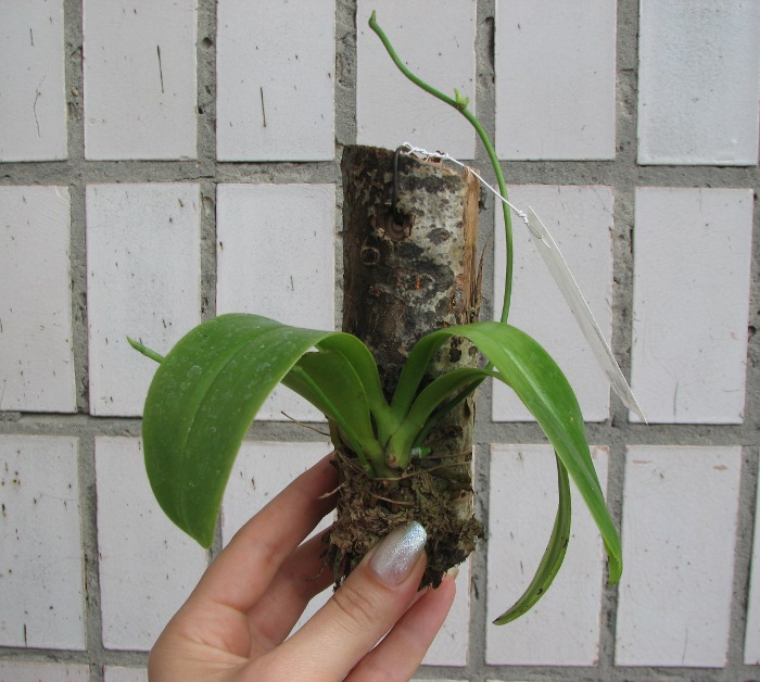Phalaenopsis pulchra.JPG