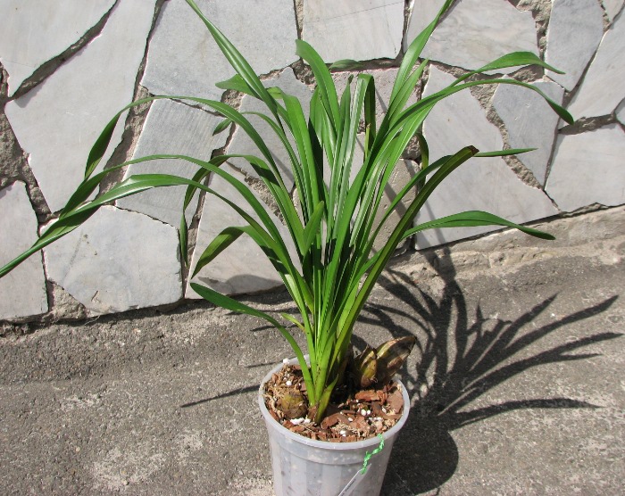 Cymbidium Rocky Creek 'Pebbles'.JPG