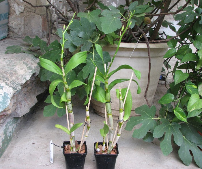 Dendrobium Red - Black.JPG