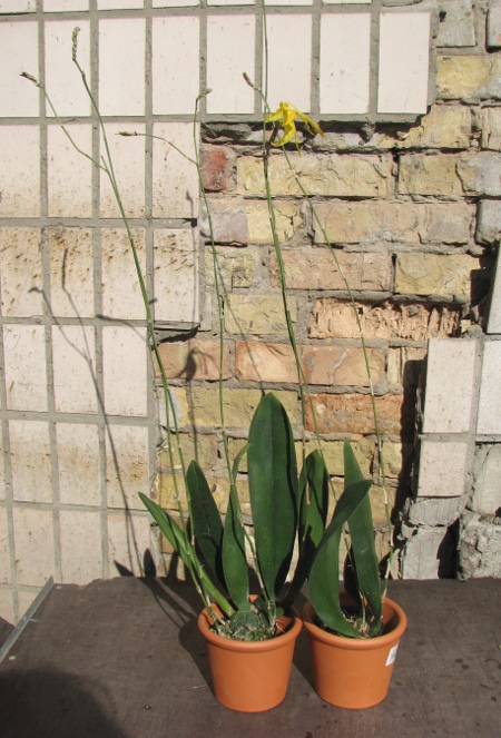 Psychopsis Mariposa alba.JPG