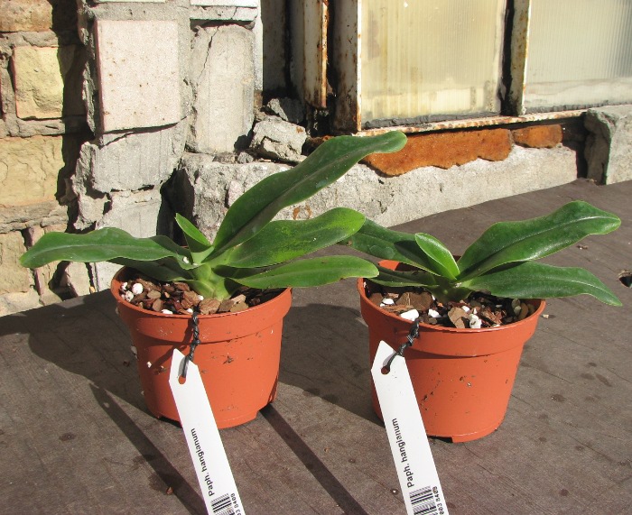 Paphiopedilum hangianum.JPG