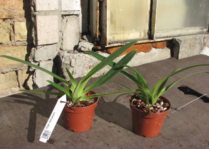 Paphiopedilum henryanum.JPG