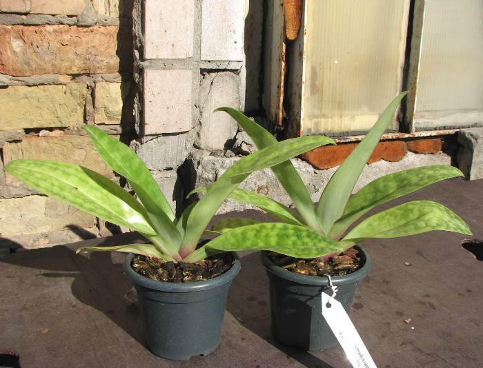Paphiopedilum Hsinying Web x mastersianum.JPG