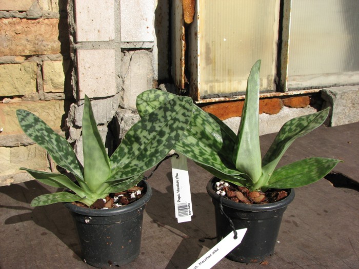 Paphiopedilum Maudiae alba.JPG