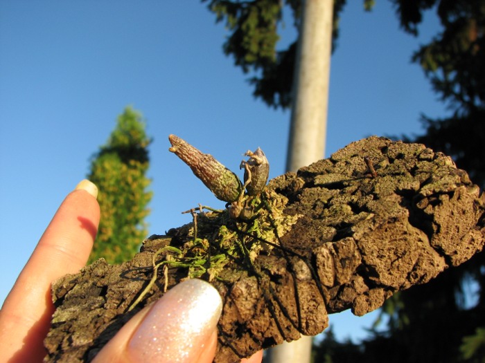 Dendrobium lamyaiae.JPG
