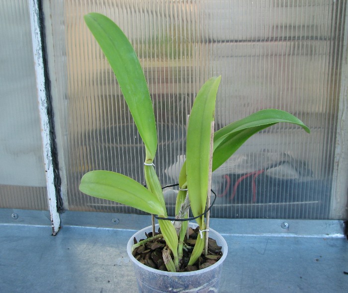 Cattleya warscewiczii tipo 'Hector' x SELF.JPG