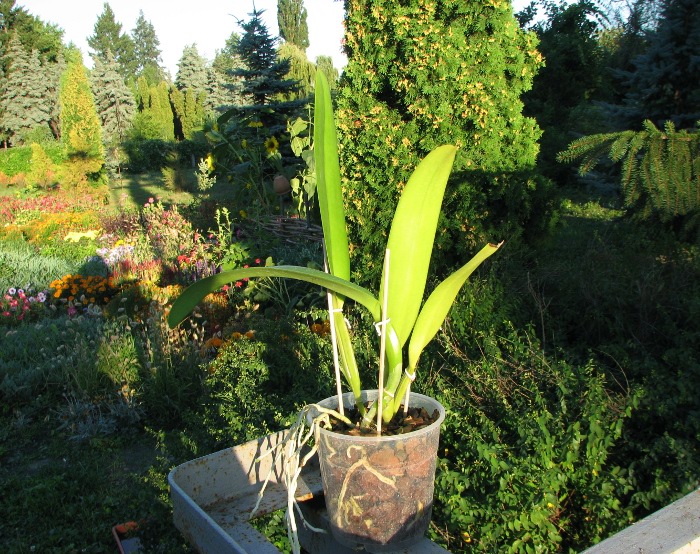 Cattleya warscewiczii tipo 'Hector' x SELF.JPG